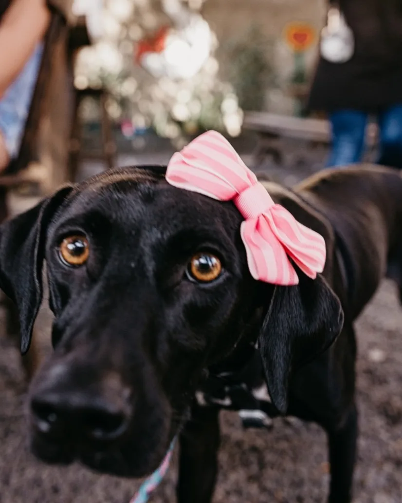 Cachorro preto com laço rosa na cabeça, no Arvo